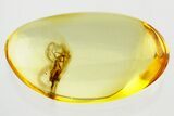 Detailed Fossil False Flower Beetle (Scraptiidae) in Baltic Amber #346601-1